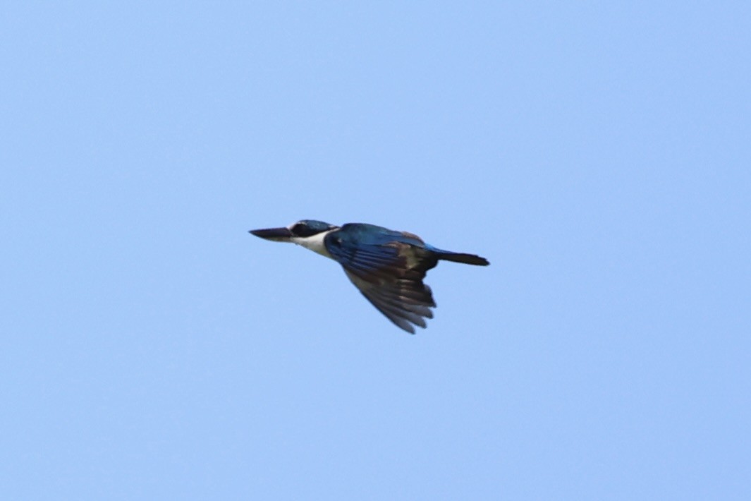 Melanesian Kingfisher - ML620738374