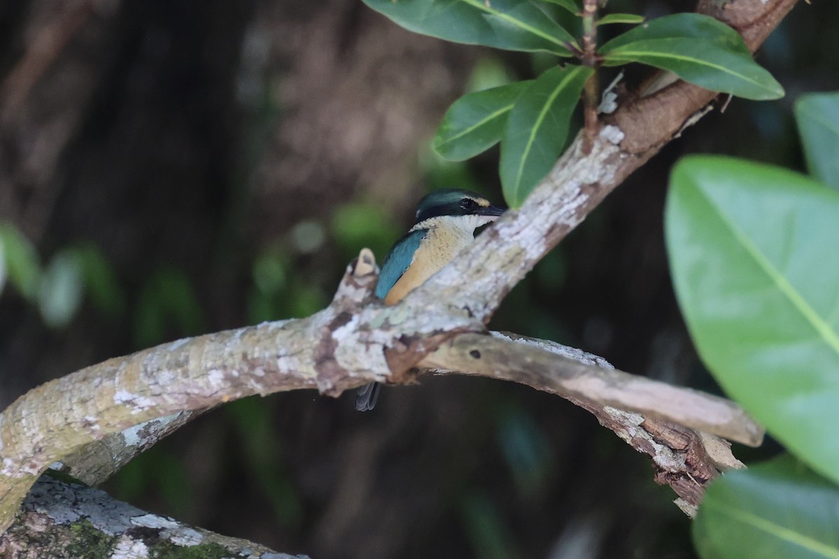 Sacred Kingfisher - ML620738376