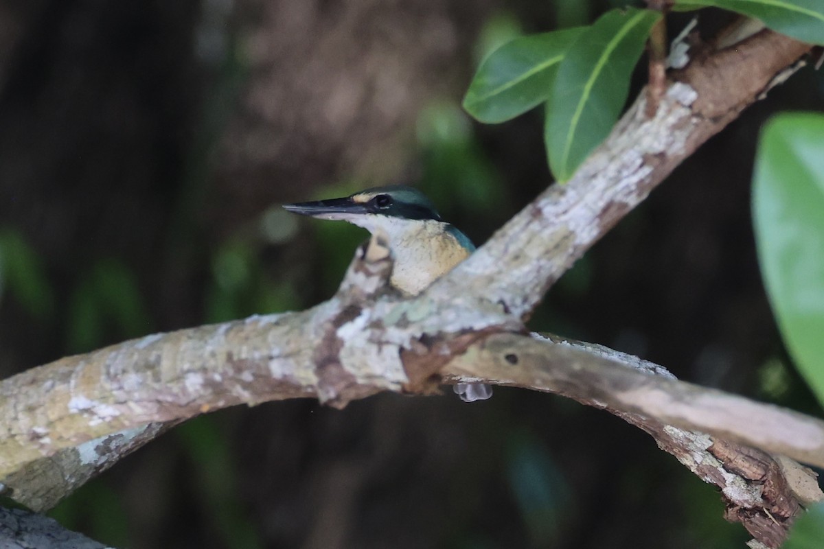 Sacred Kingfisher - ML620738377