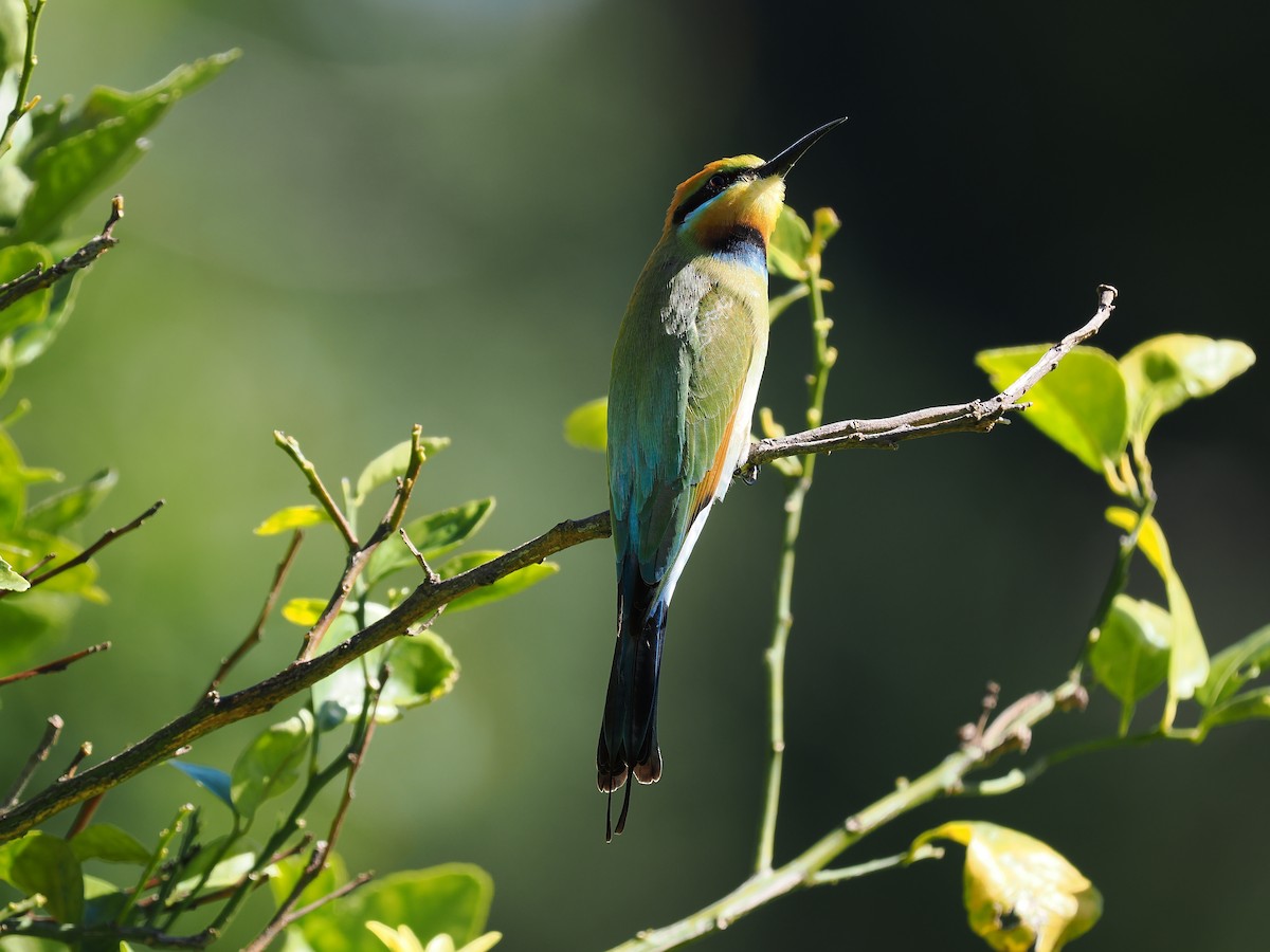 Rainbow Bee-eater - ML620738379