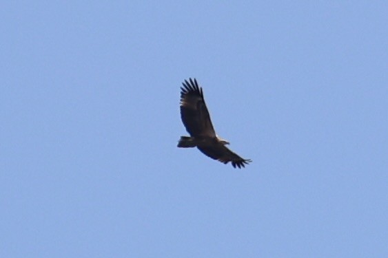 Salomonenseeadler - ML620738383