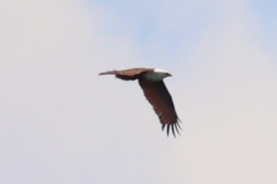 Brahminy Kite - ML620738396