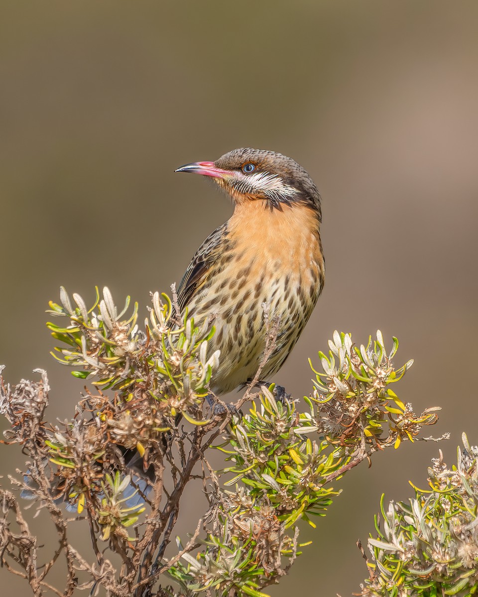 Spiny-cheeked Honeyeater - ML620738399