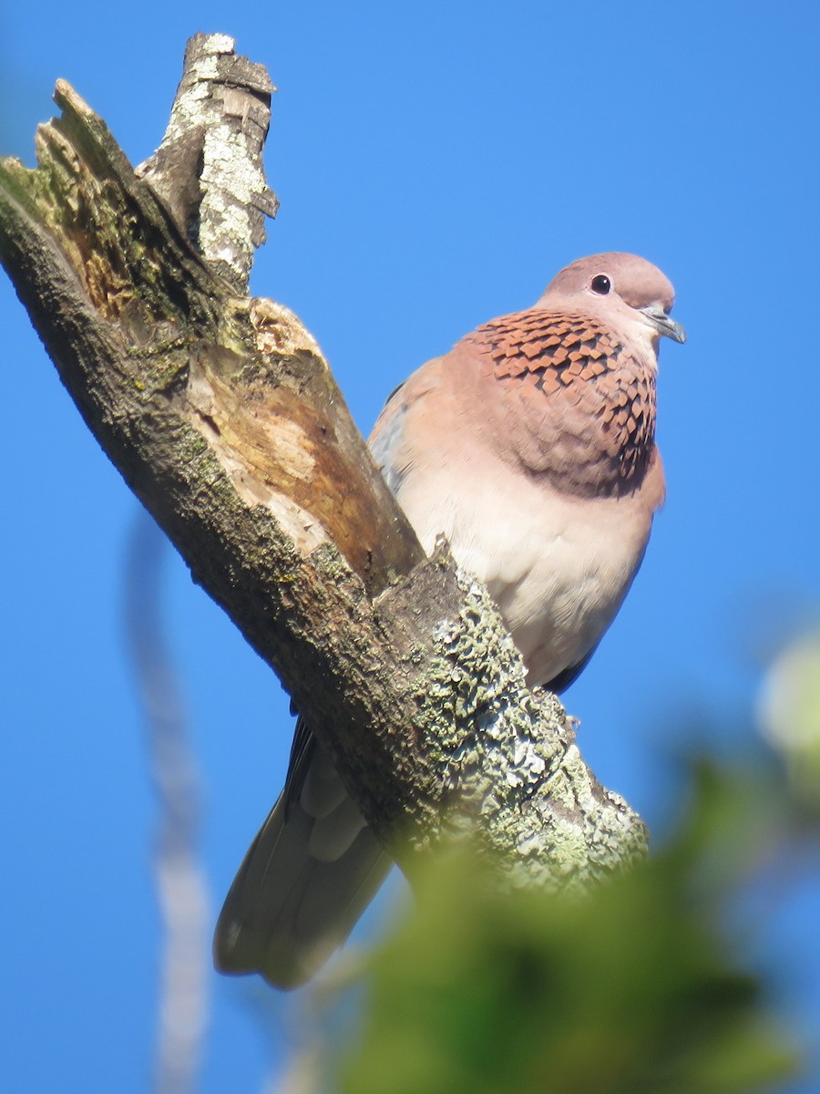 Laughing Dove - ML620738400