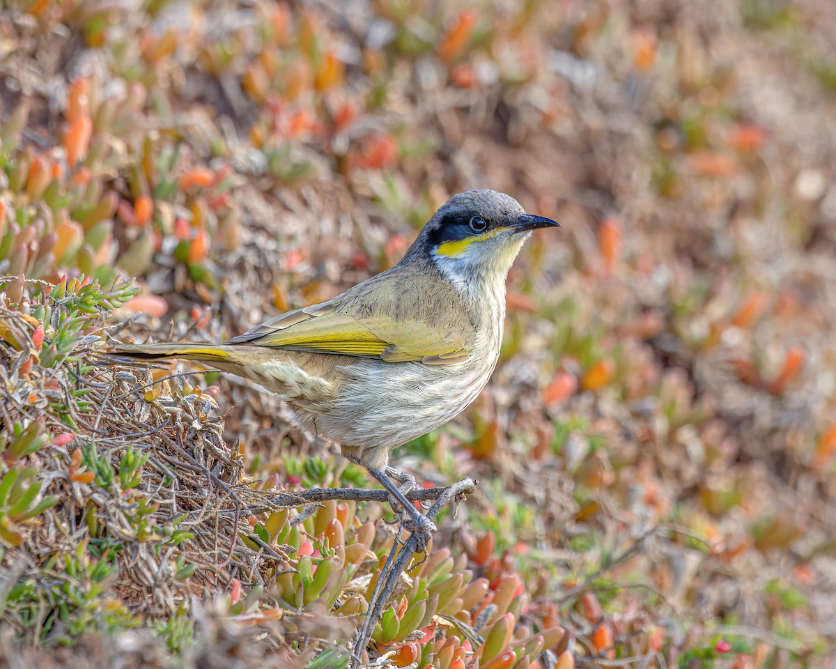 Singing Honeyeater - ML620738405