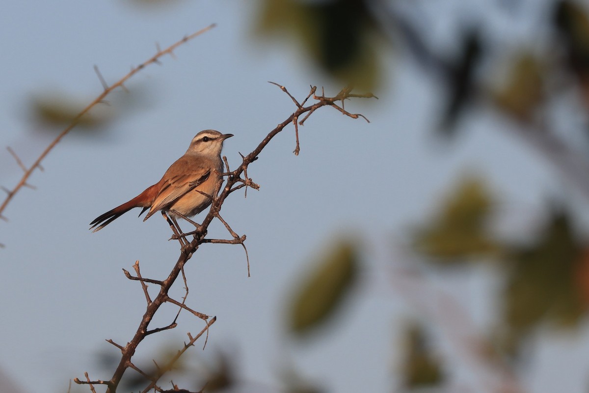 Kalahari Scrub-Robin - ML620738416