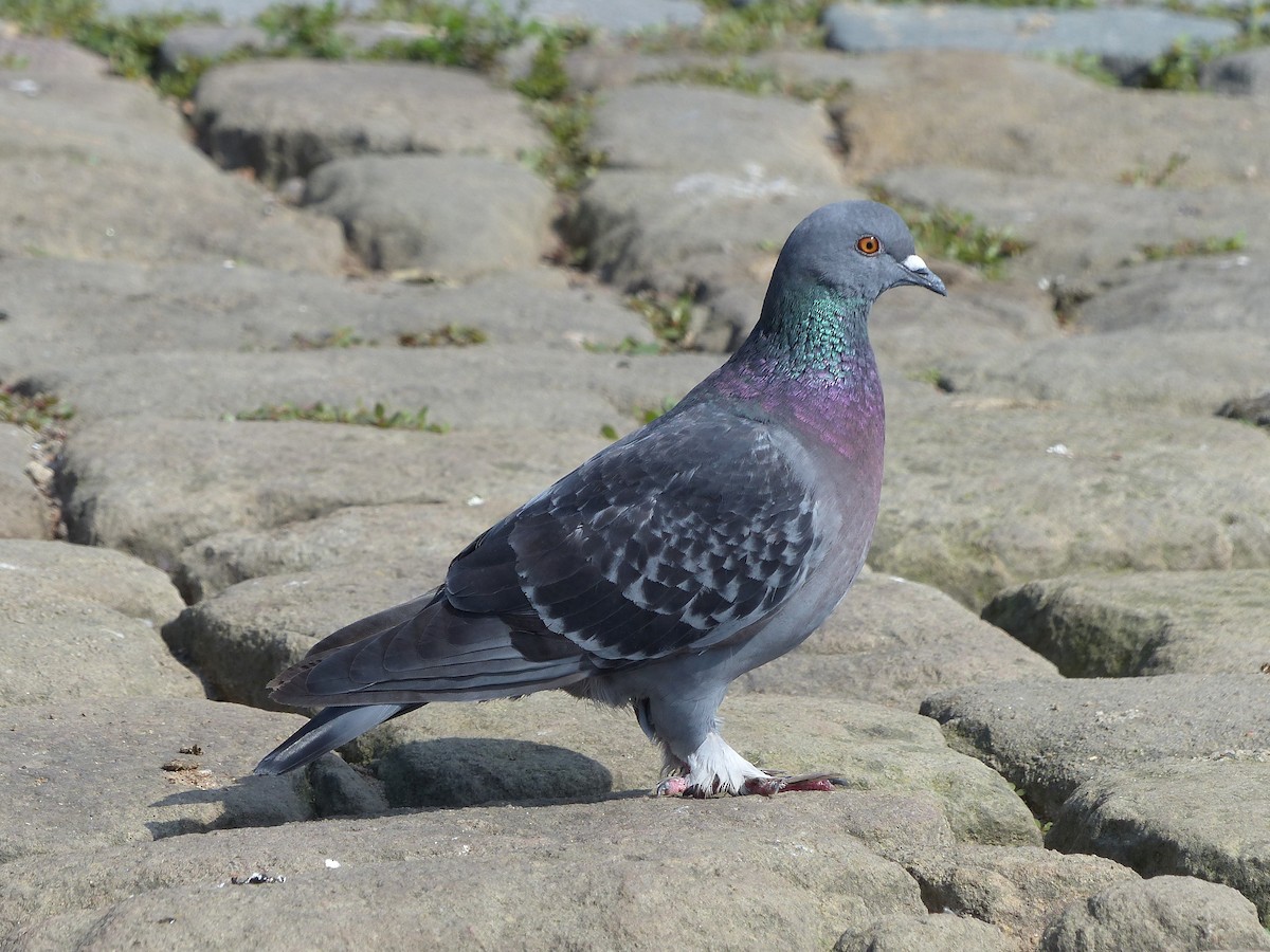 Rock Pigeon (Feral Pigeon) - ML620738418