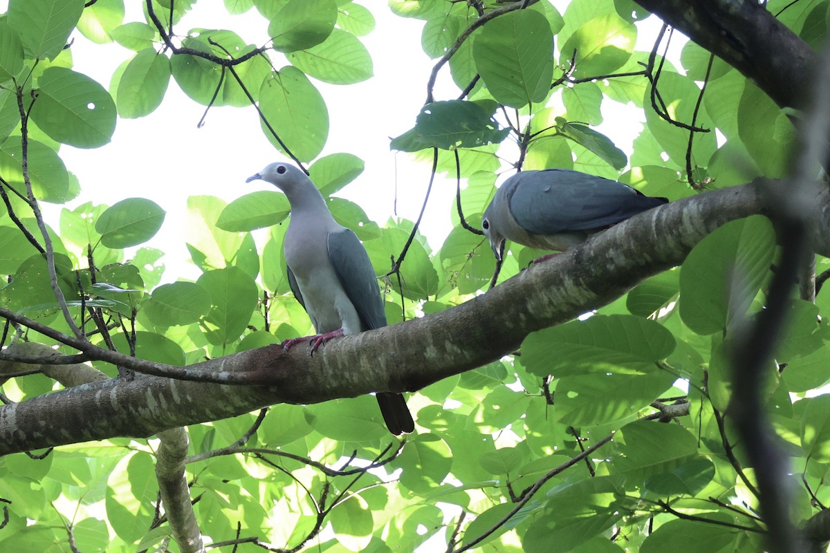 Island Imperial-Pigeon - ML620738421