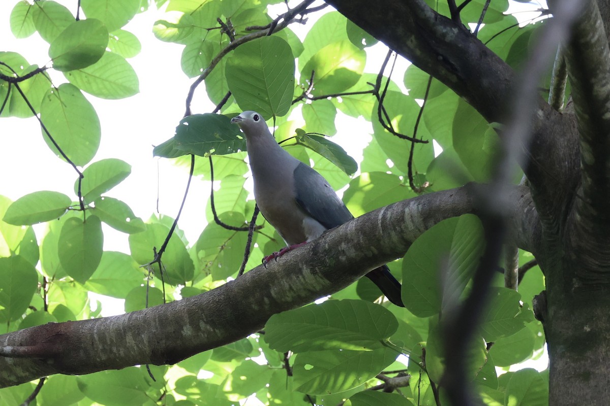 Island Imperial-Pigeon - ML620738422