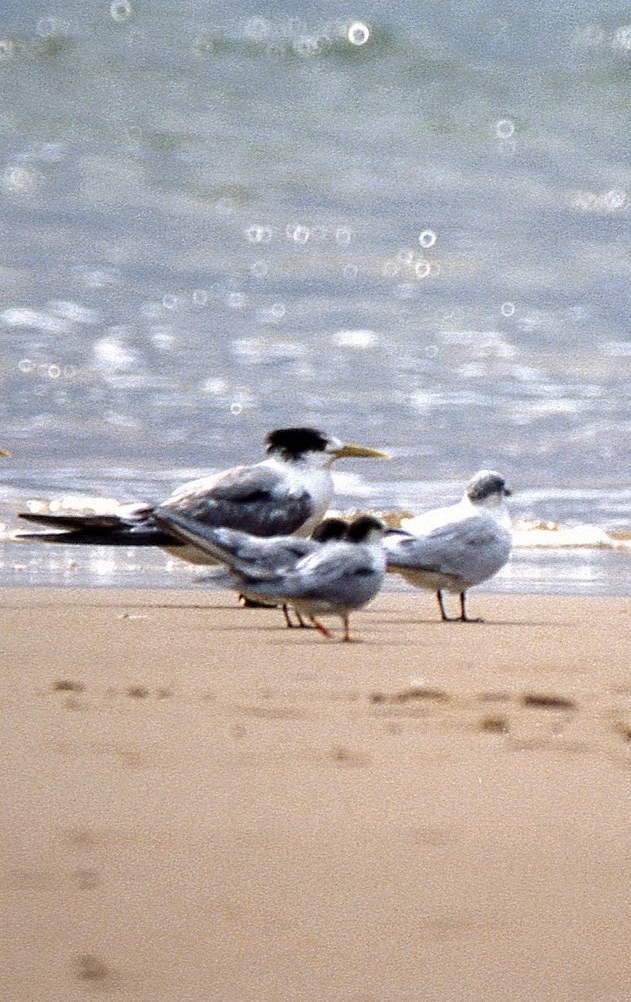 Little Tern - ML620738425