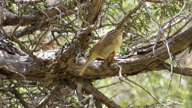 Mosquitero de David - ML620738426