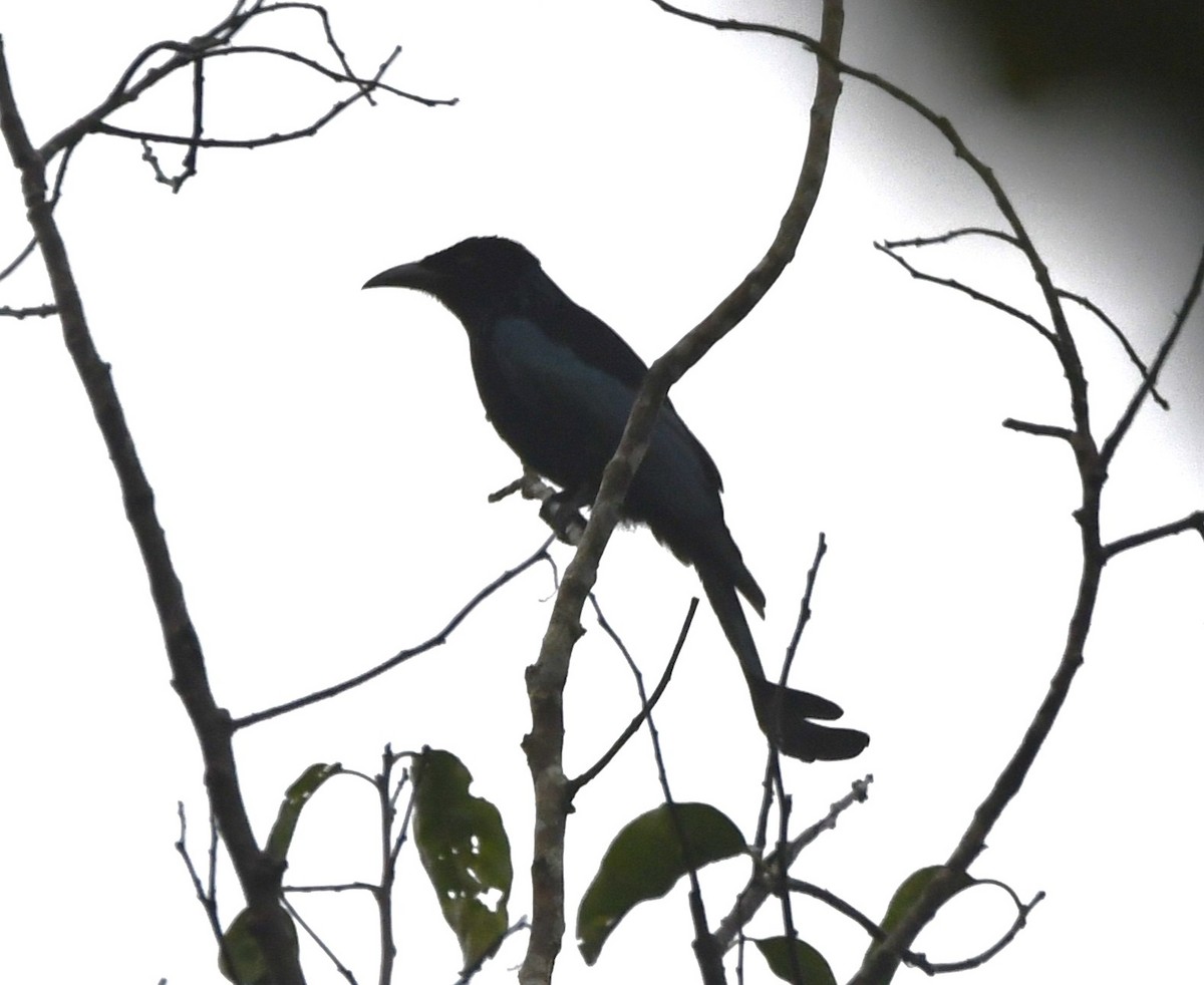 Hair-crested Drongo - ML620738427