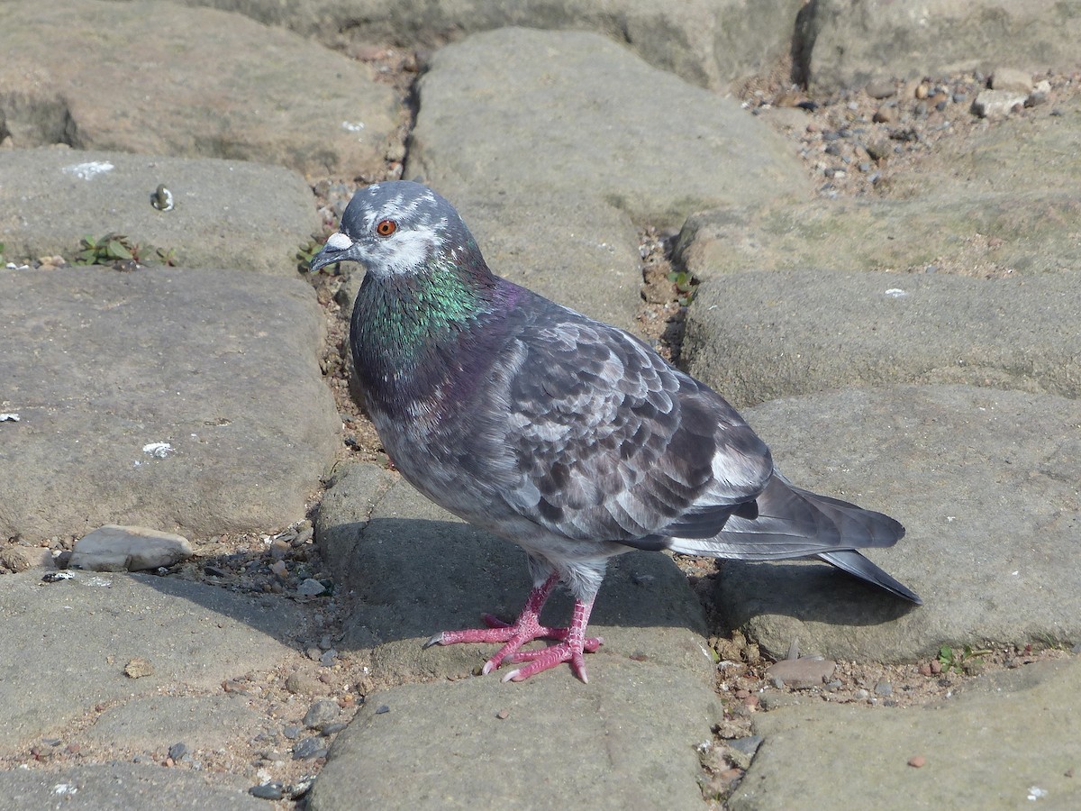 Rock Pigeon (Feral Pigeon) - ML620738431