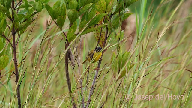Olive-crowned Yellowthroat (Chiriqui) - ML620738434