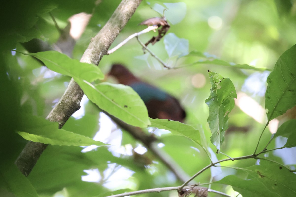 Stephan's Dove - ML620738438