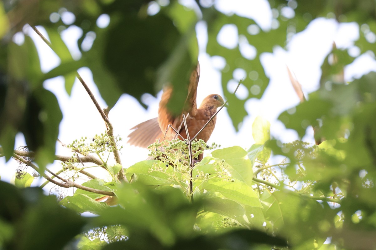 Mackinlay's Cuckoo-Dove - ML620738454