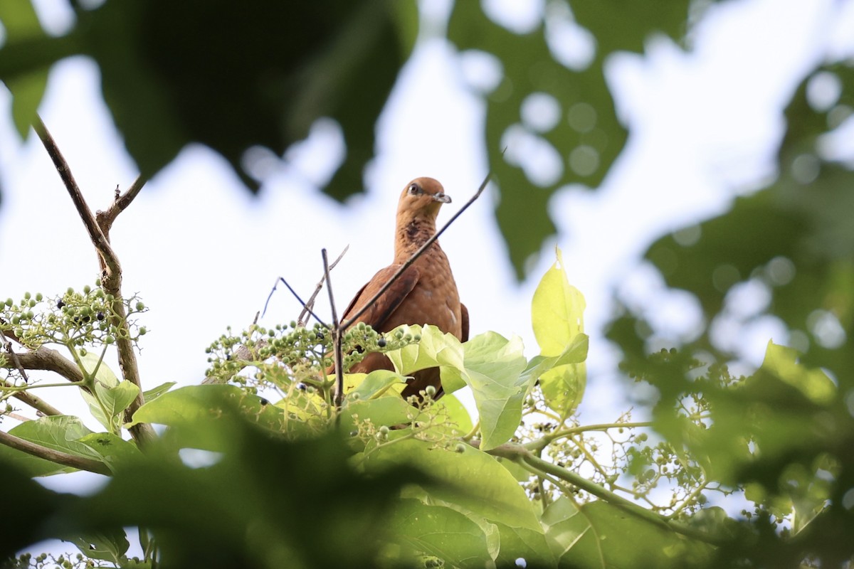 Mackinlay's Cuckoo-Dove - ML620738455