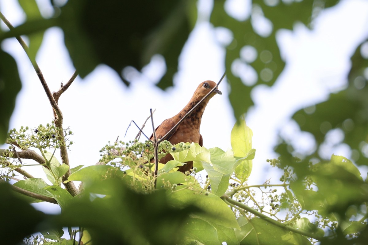 Mackinlay's Cuckoo-Dove - ML620738456