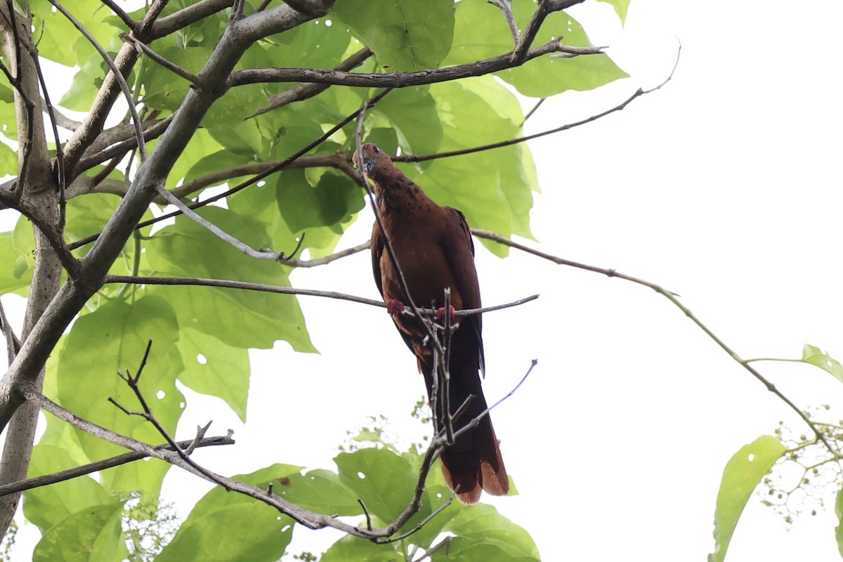 Mackinlay's Cuckoo-Dove - ML620738460