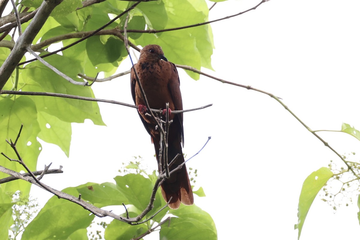 Mackinlay's Cuckoo-Dove - ML620738461