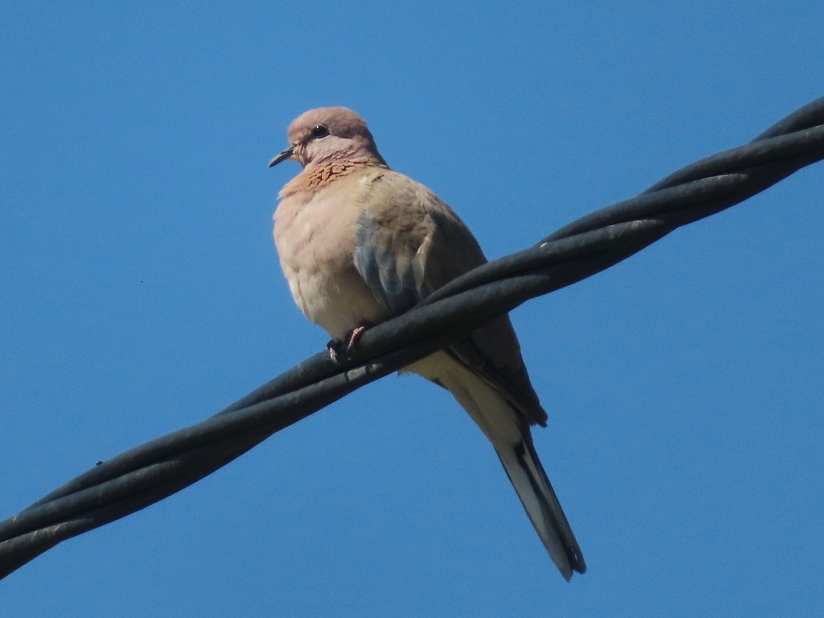 Tórtola Senegalesa - ML620738465