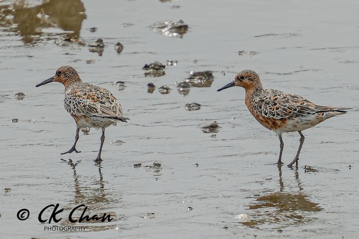 Red Knot - ML620738466