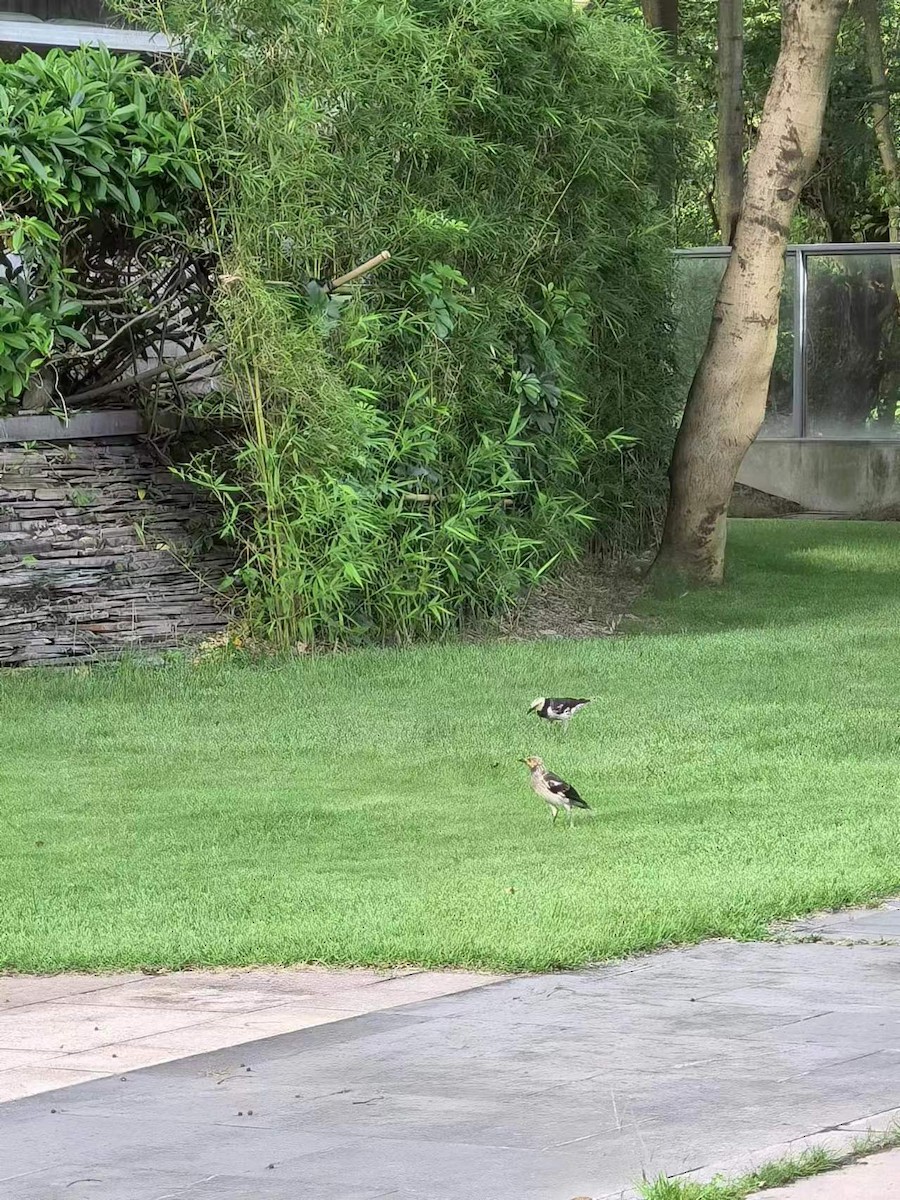 Black-collared Starling - ML620738467