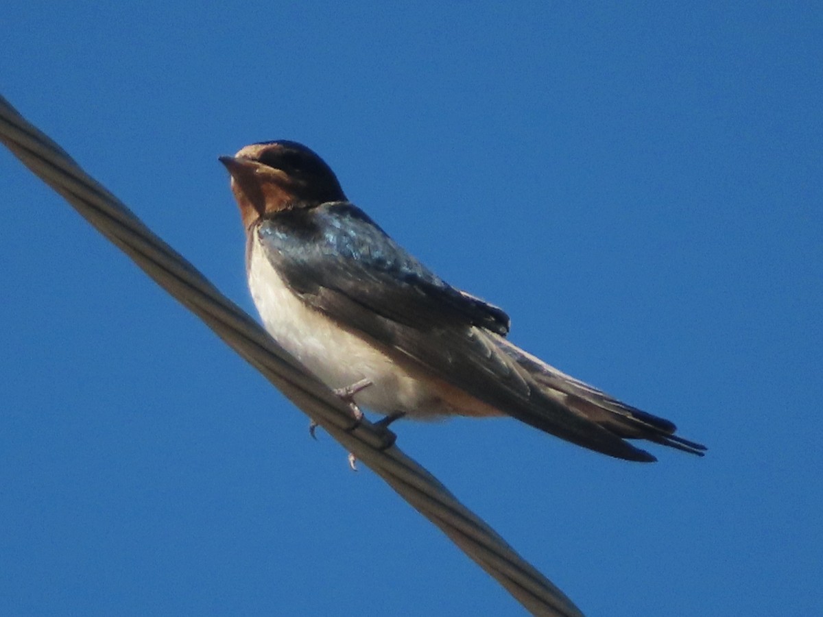 Golondrina Común - ML620738469