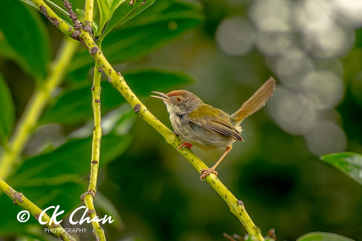 Common Tailorbird - Chee Keong Chan