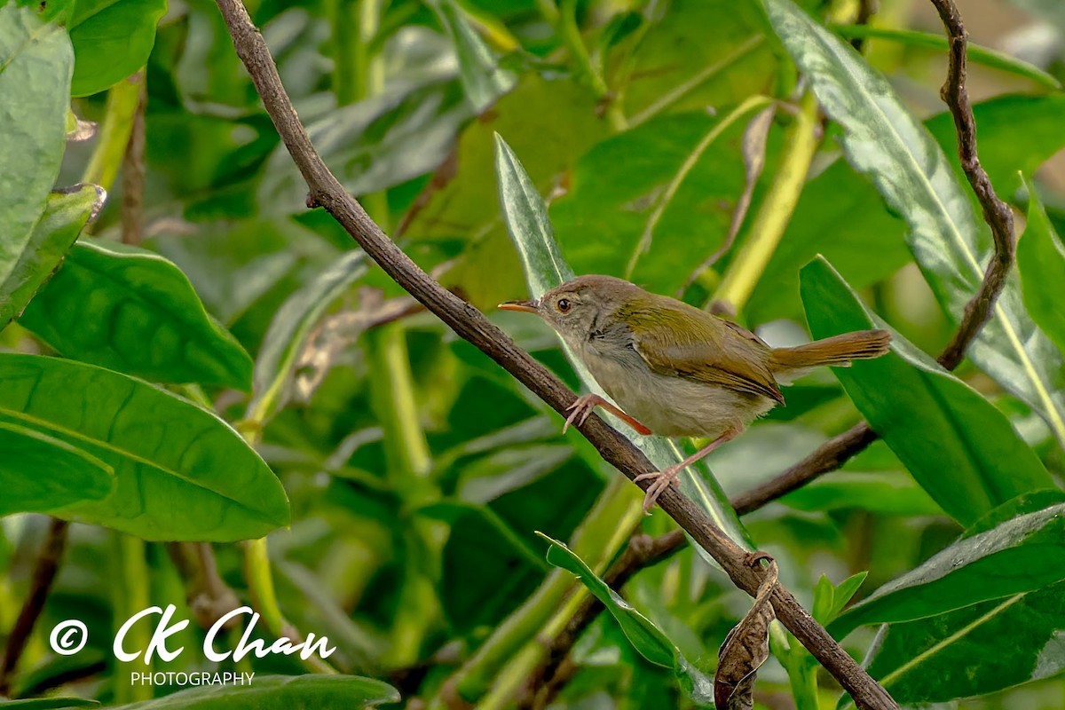 Common Tailorbird - ML620738488