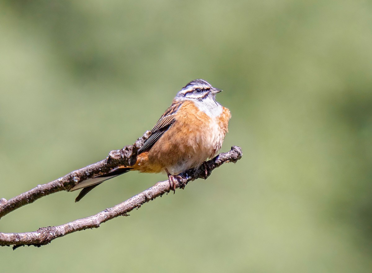 Rock Bunting - ML620738490