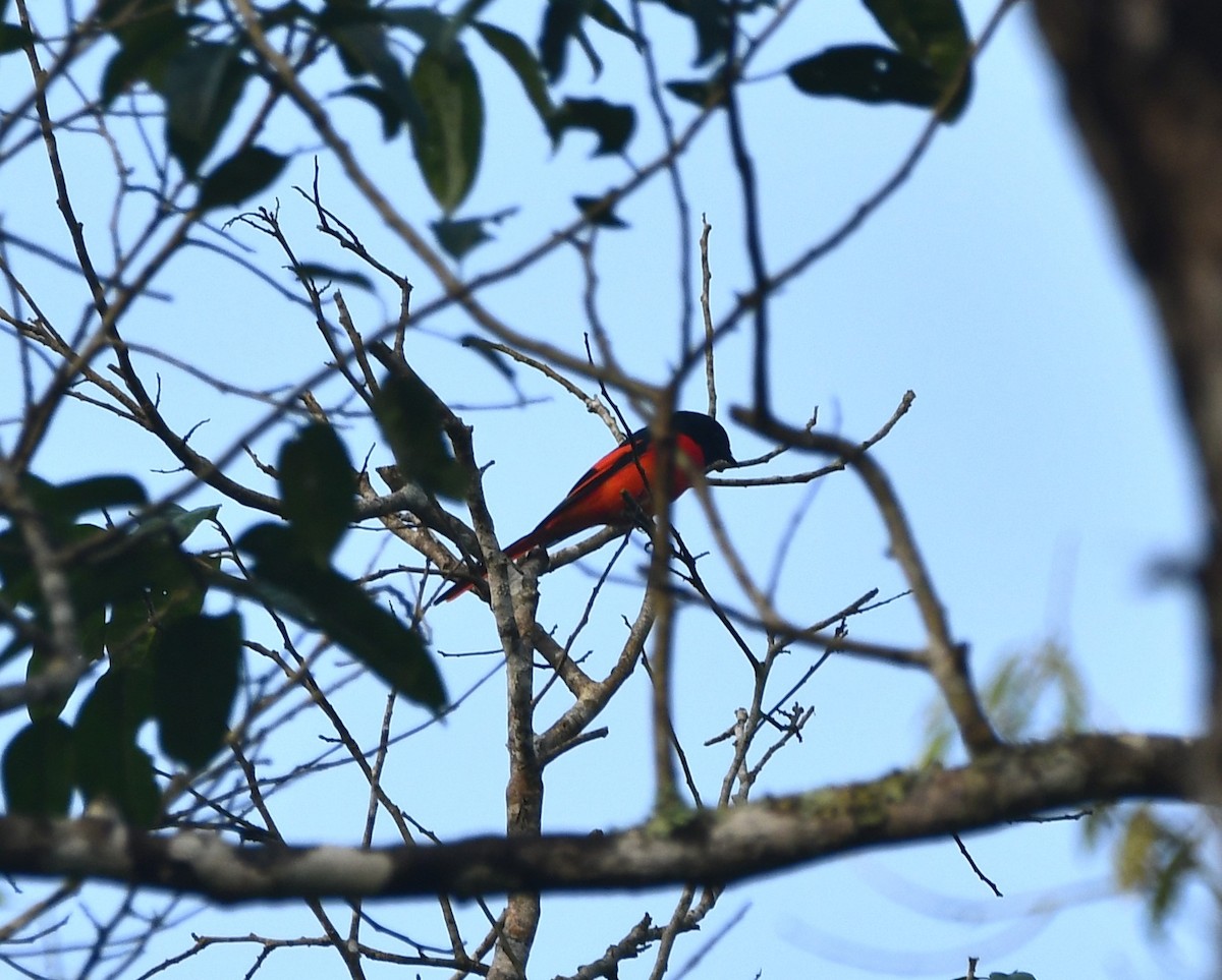 Scarlet Minivet - ML620738492