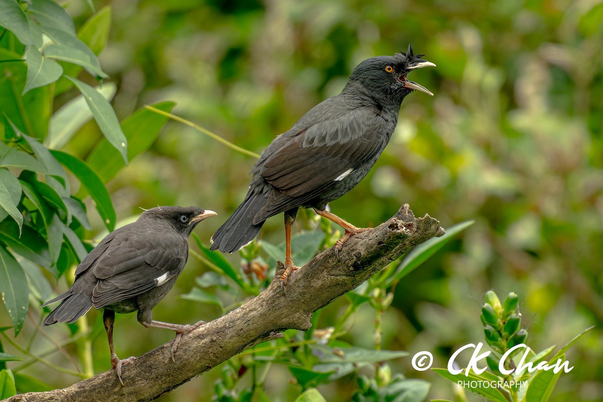 Crested Myna - ML620738493