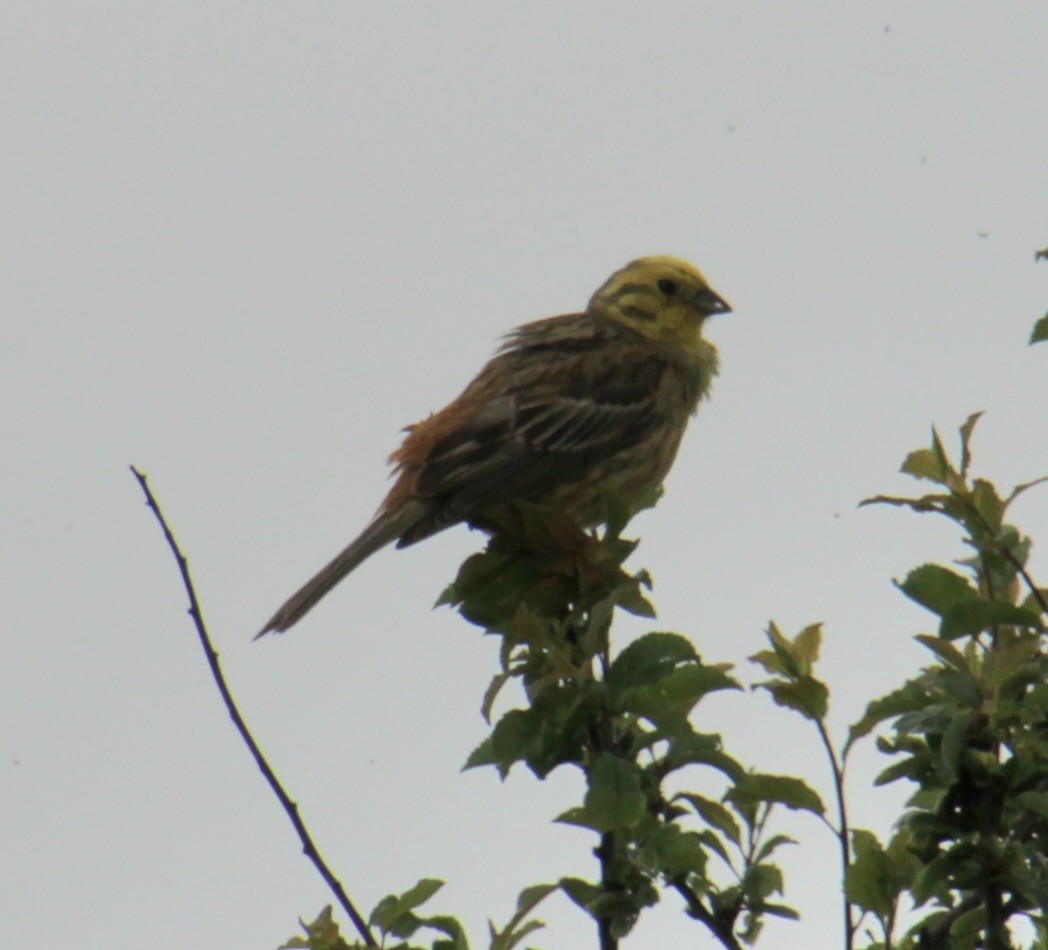 Yellowhammer - Samuel Harris