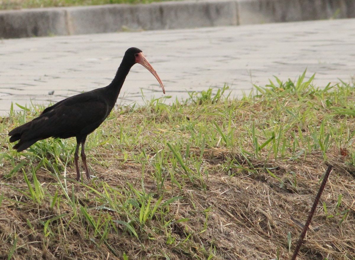 Bare-faced Ibis - ML620738496