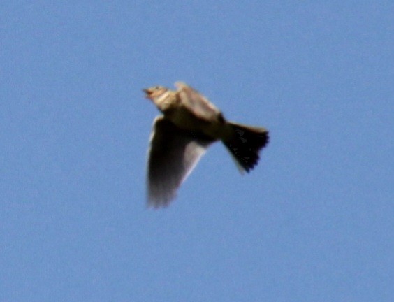 Eurasian Skylark (European) - ML620738502