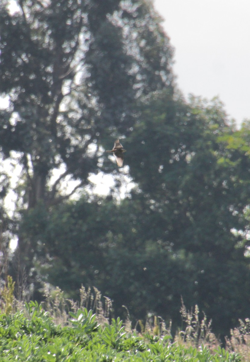 Eurasian Skylark (European) - ML620738505