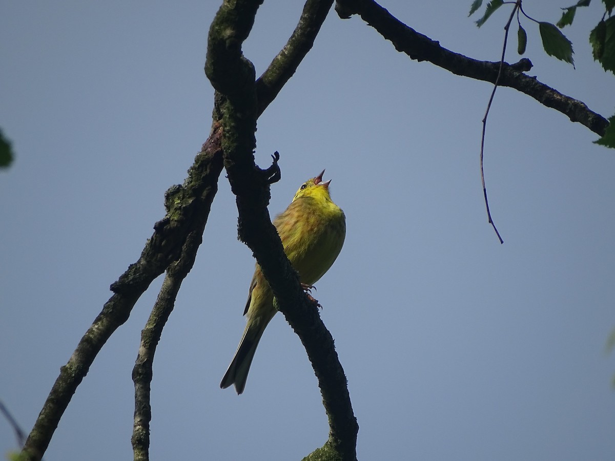 Yellowhammer - ML620738506