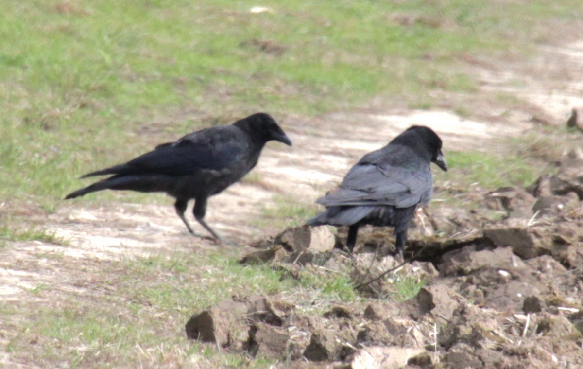 Carrion Crow (Western) - Samuel Harris