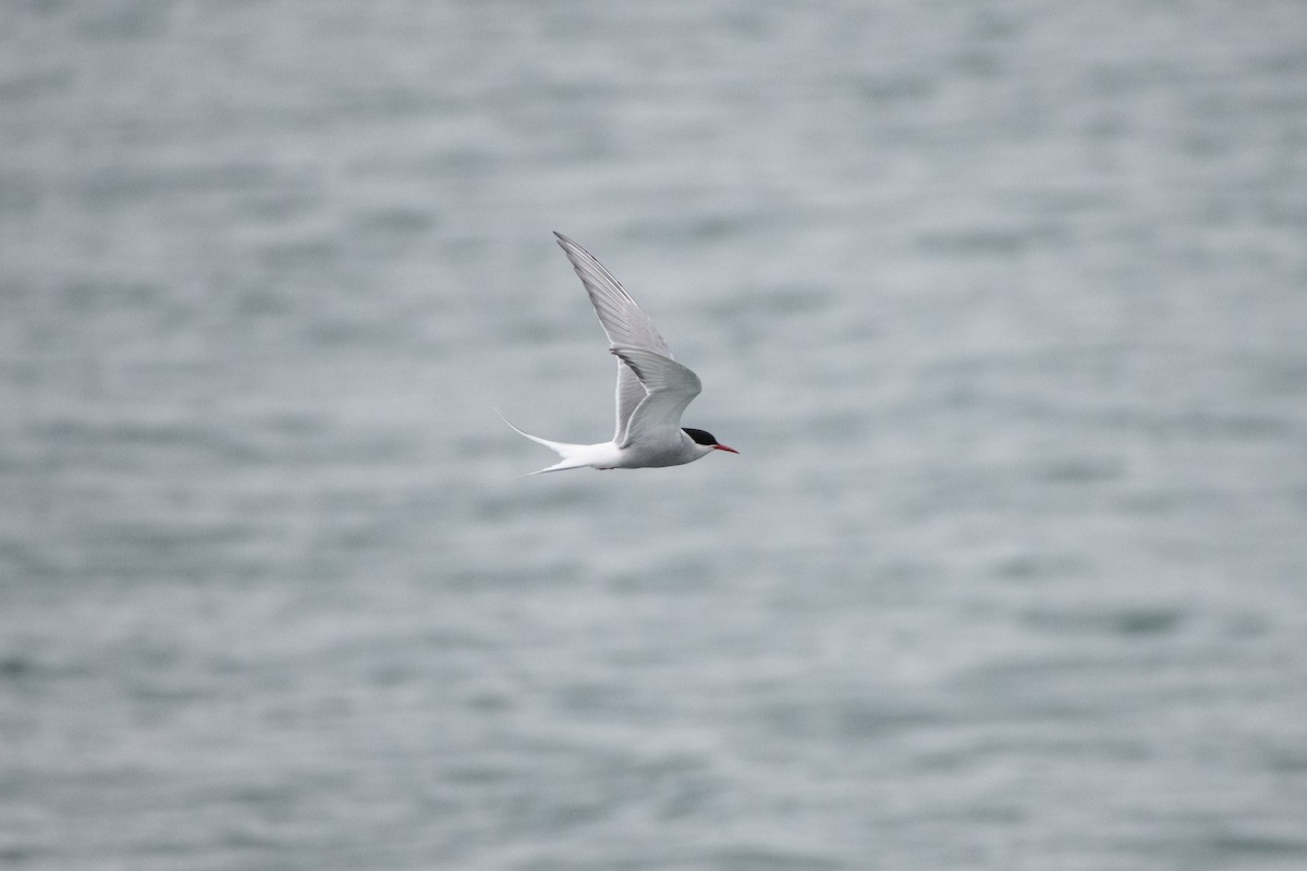 Arctic Tern - ML620738508