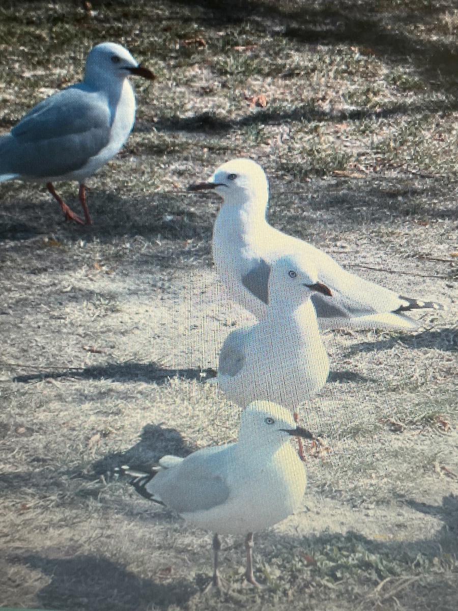 Gaviota Maorí - ML620738509