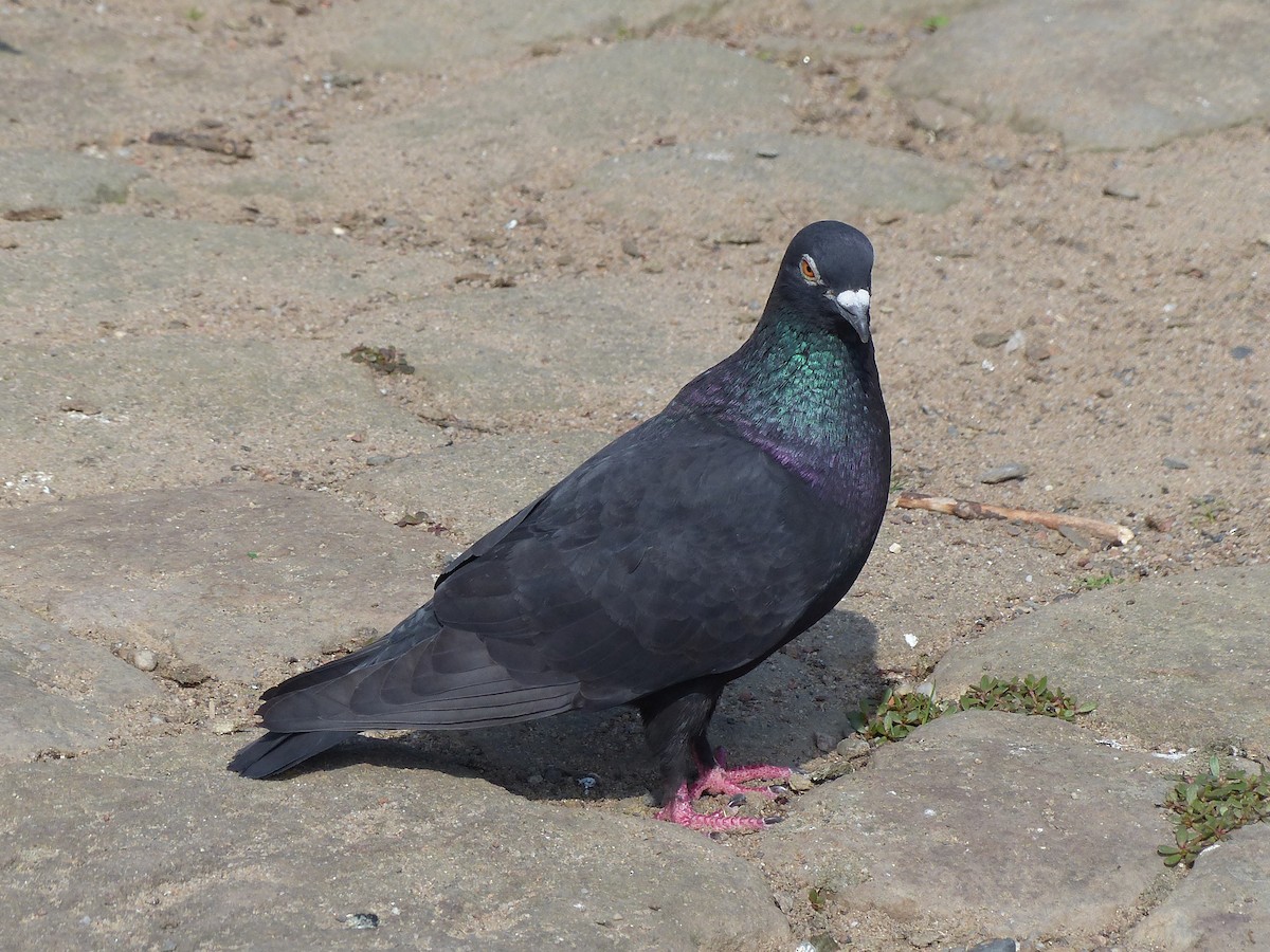 Rock Pigeon (Feral Pigeon) - ML620738511