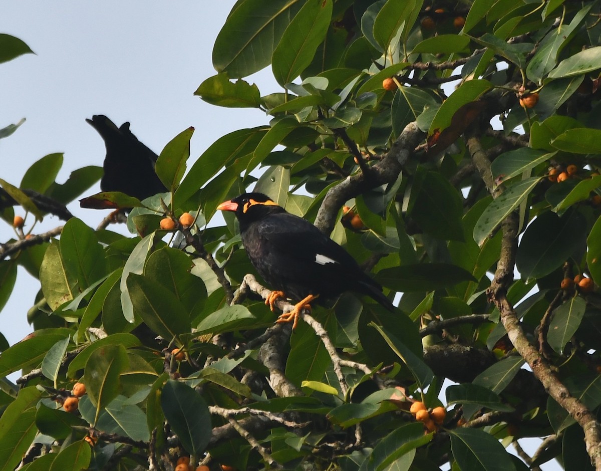 Common Hill Myna - ML620738516