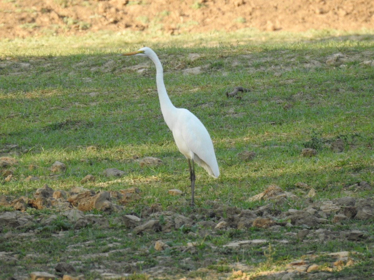 Great Egret - ML620738522