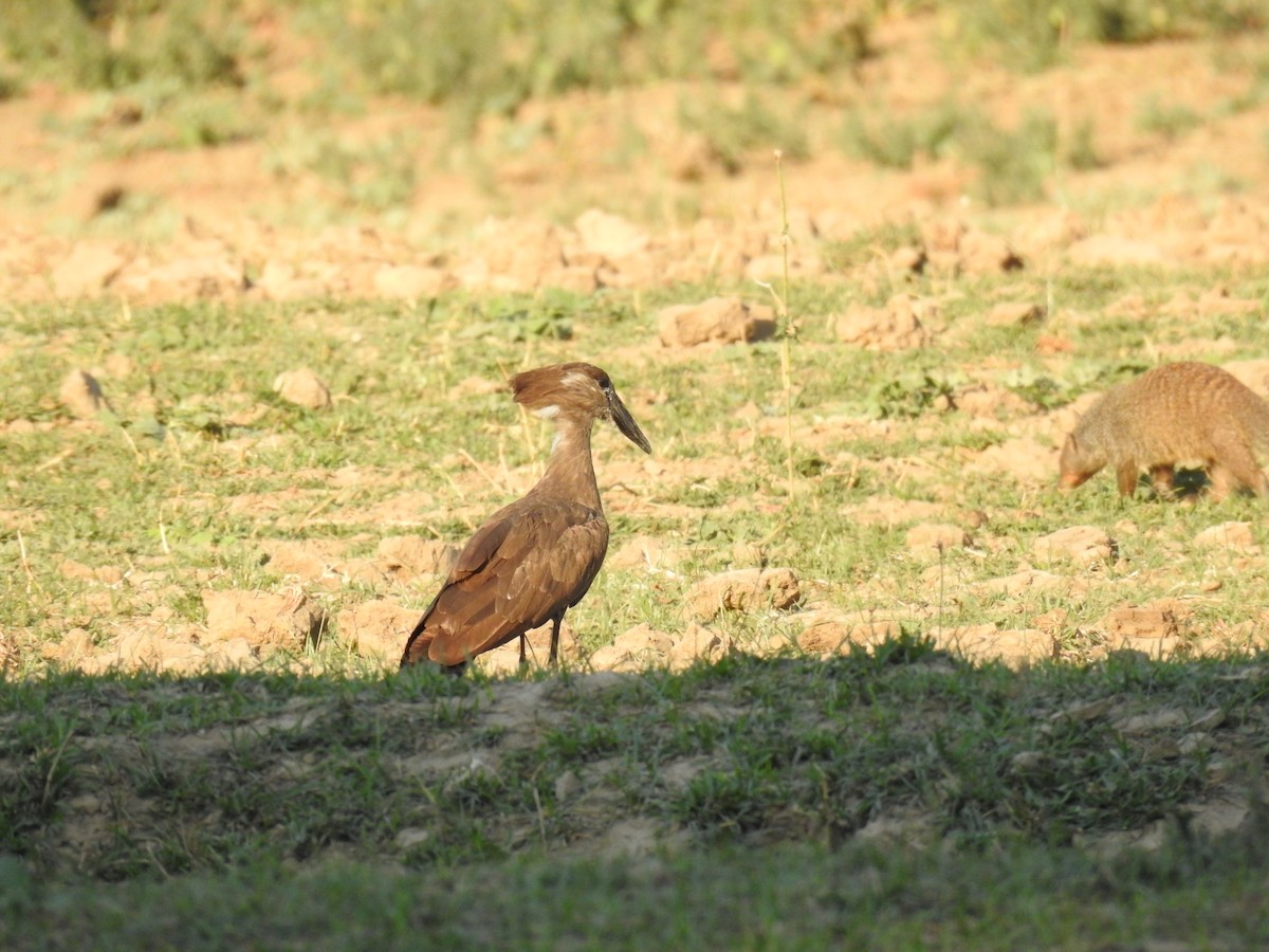 Hamerkop - ML620738523