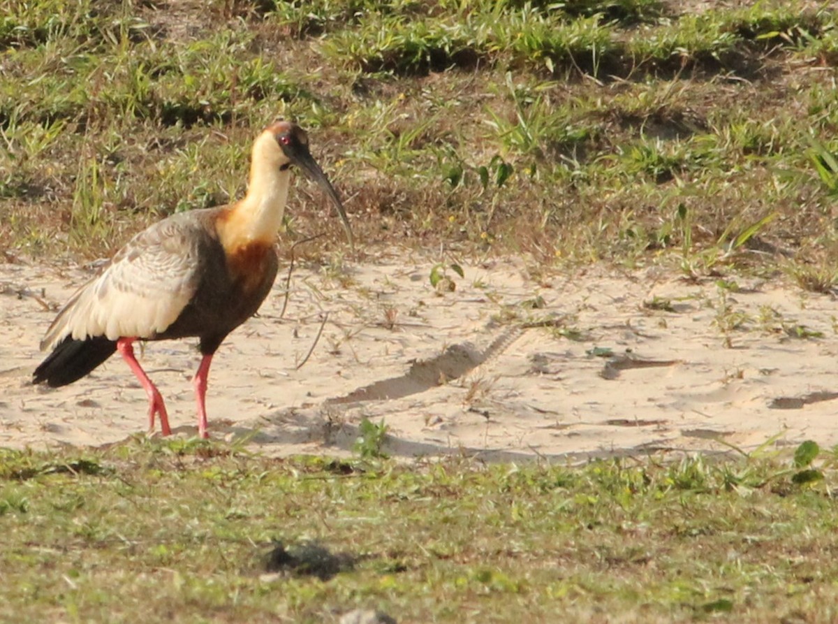 Buff-necked Ibis - ML620738524