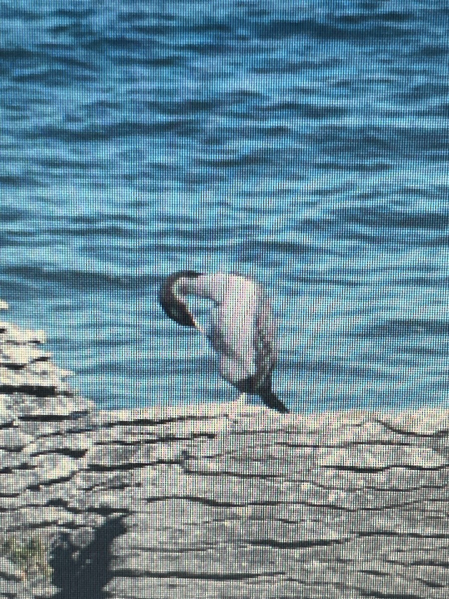 Spotted Shag - ML620738526