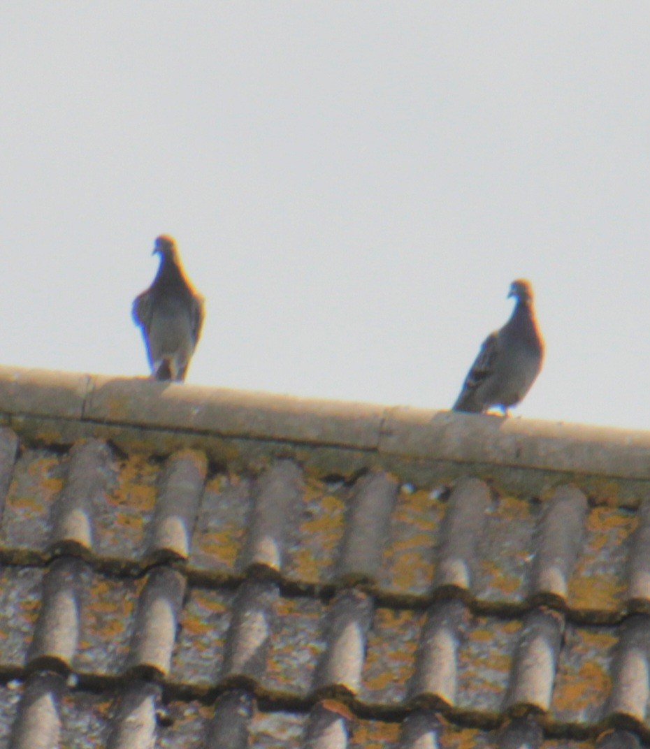 Rock Pigeon (Feral Pigeon) - ML620738529