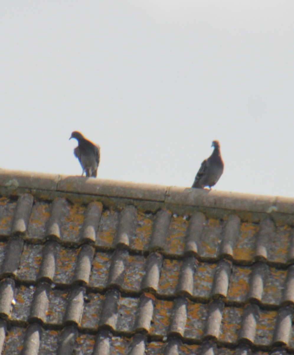 Rock Pigeon (Feral Pigeon) - ML620738530