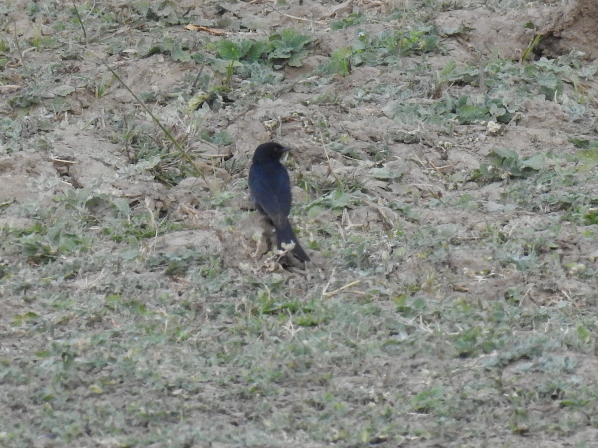 drongo africký - ML620738531